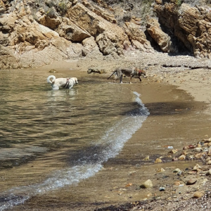 Scopri di più sull'articolo Il gioco tra cani